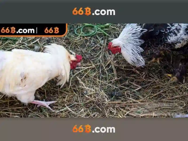 66B: Khái niệm, kích thước và ứng dụng