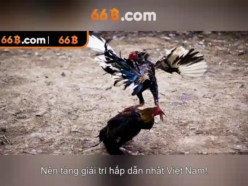 66b và những câu chuyện đằng sau con số