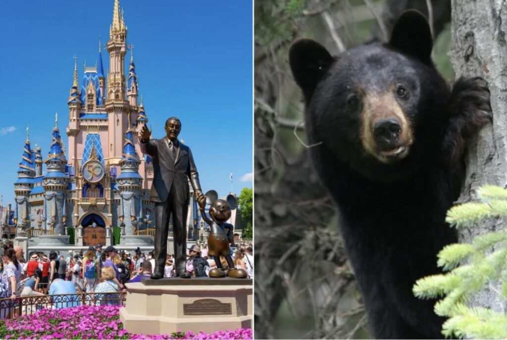 Bear in Walt Disney World